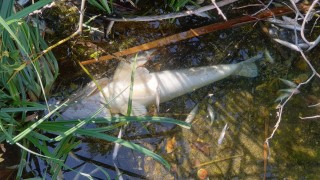 Десетки мъртви риби изплуваха тази сутрин под моста на Стара