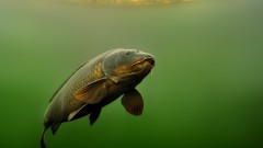 Колко дълго живеят шараните