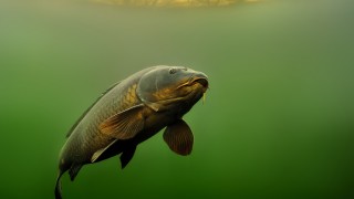 Колко дълго живеят шараните