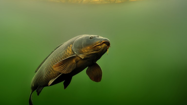 Колко дълго живеят шараните