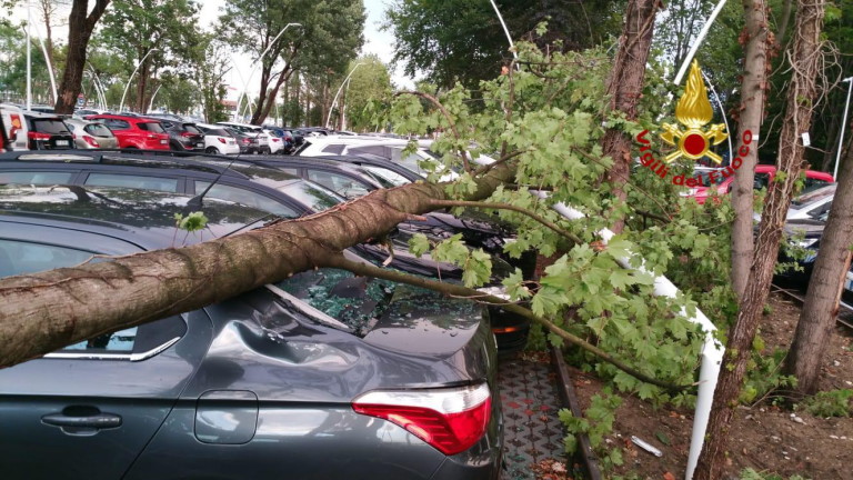 Силният вятър събори дърво върху три коли в Асеновград