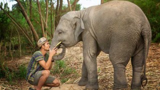 Паркът на слоновете в Тайланд