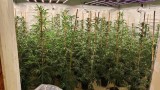 Откриха наркооранжерия с близо 400 растения в село Аврен, задържан е варненец