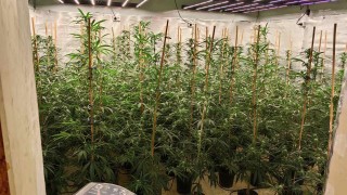 Откриха наркооранжерия с близо 400 растения в село Аврен, задържан е варненец