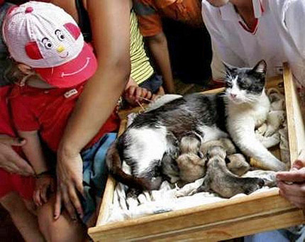 Бразилска котка роди кученца