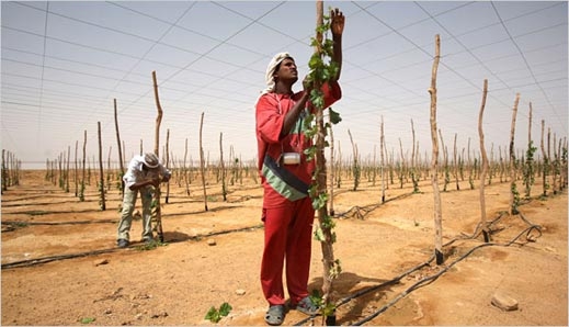 Климатичните промени вдигнат цените на храните с 25% до 2050 г.