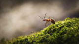  Мравките, formica fusca и новото проучване, което демонстрира, че могат да откриват рак 