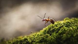 Могат ли мравките да "надушват" рак