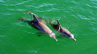 Многото делфини в Черно море унищожават рибата, оплакват се рибари
