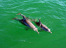 50-тина трупове на делфини открити в Перу