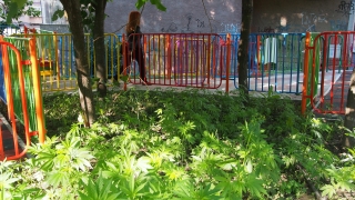 Пързалка за децата, марихуана за родителите