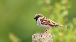 В събота 3 май ще се проведе тазгодишната кампания на