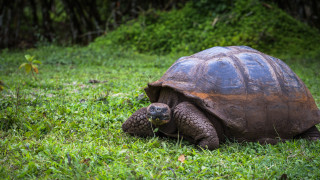 Няма да ви изненада фактът че най старото земно животно в света