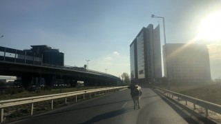 Крави се разходиха по бул. "Брюксел" в София
