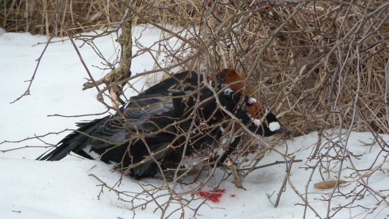 Изображение 276778