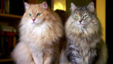  Сибирската котка - съвършеният домакински любим за хора с алергии 