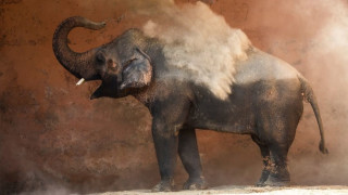 Злочестата съдба на Кааван най самотният слон на света който живееше