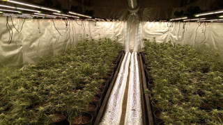 Оранжерия за марихуана с площ над 700 кв м разби