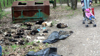 Грозни гледки на избити кучета в Хасково 