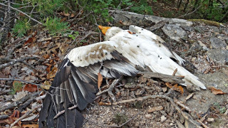 Защитена от изчезване птица от вида египетски лешояд е била