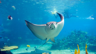 Рекордът за най голяма сладководна риба досега държеше гигантски сом открит