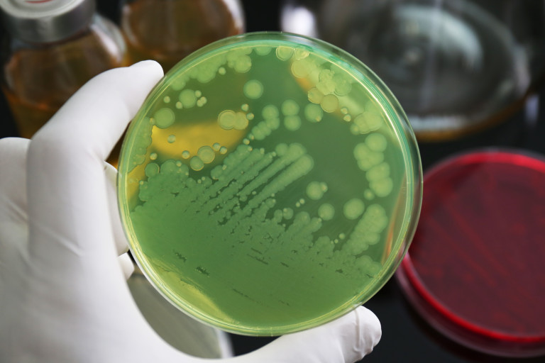 Ксантановата гума се създава от бактерията Xanthomonas campestris