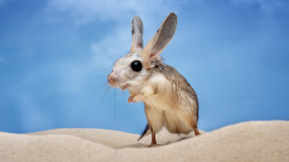 Ако се замислим кое е животното с най големи уши вероятно