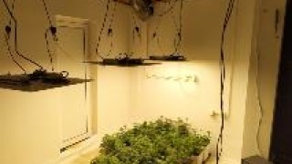 Арестуваха мъж направил оранжерия за марихуана в търговско помещение съобщи
