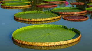 Известната максима гласи че великите открития се правят случайно И