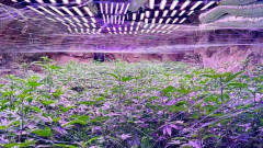 Откриха наркооранжерия в минна галерия край Кюстендил