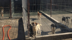 Общинския приют в Шумен е под карантина заради болни кучета