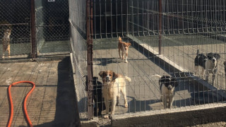 Временно се преустановява Приемът на нови кучета в общинския приют