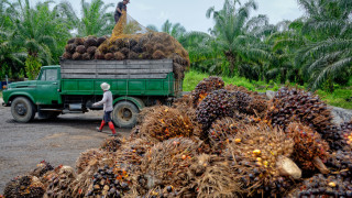 Най-големият производител палмово масло разреши износа, след еномесечна забрана
