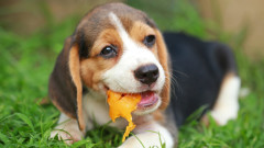 Не черпете кучето си с тези плодове!