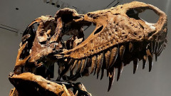 Колко милиона струва скелетът на един динозавър