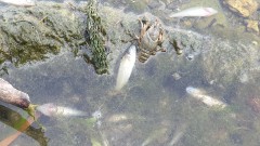 Проверяват качеството на водата в река Марица заради мъртва риба
