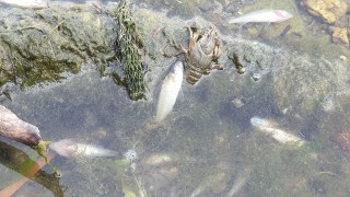Мъртва риба забелязана във Варненското езеро в района на село