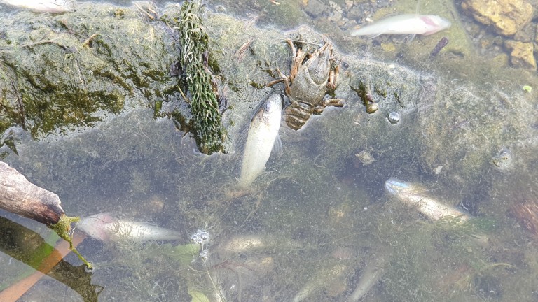 Откриха мъртва риба в река Марица, съобщава БНТ.
Екипи на екоинспекцията
