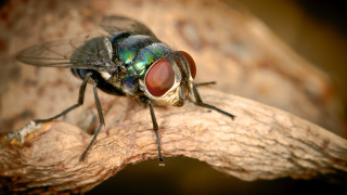 Истинска мистерия - напълно непокътнатата муха, открита в дебелото черво на човек