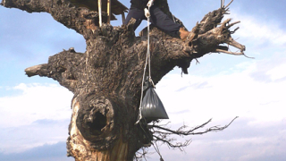 Еколози в помощ на царския орел