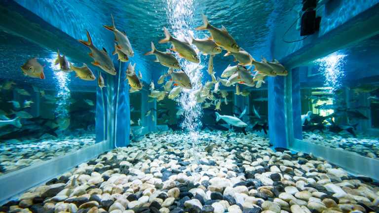 В Мадрид отвори врати Atlantis Aquarium - първият интерактивен аквариум