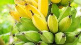 Бананите Кавендиш може скоро да изчезнат 