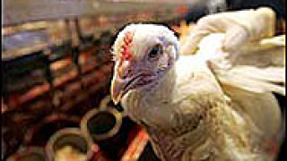 Забраниха продажбата на живи птици в Пловдивско