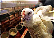 Япония съобщи за птичи грип