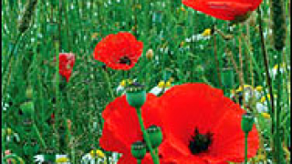 ООН: Произвеждат се все повече наркотици