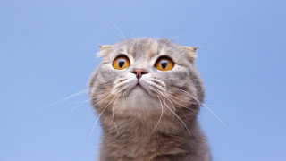 Котките определено са същества които няма как да ни оставят