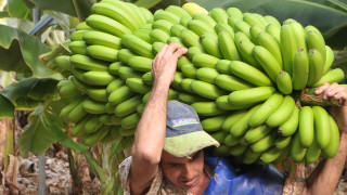 Глобалният лидер в производството и търговията с банани Chiquita освободи