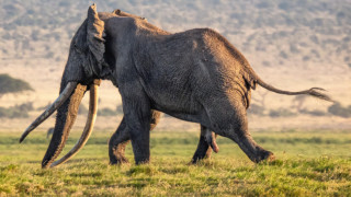 Тим величественият слон с огромни бивни от Амбосели почина на 50 годишна