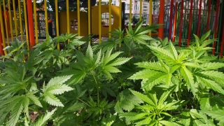 Откриха плантация с 300 кг марихуана край Петрич съобщават от