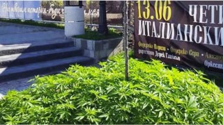 Див канабис насред центъра на Варна се превърна в атракцион